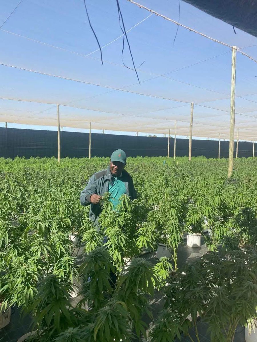 Koena_za's tweet photo. Meet Mr Mpho Makhado the first black South African to establish Cannabis tea bag and cigar. #DrKoenaMoabelo
Congratulations 🙌 ❤️ https://t.co/Ek0AMkrA2F