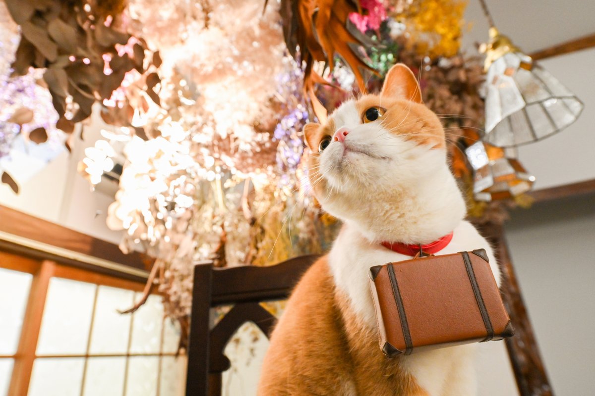 nyalan_jalan's tweet photo. 映えてるかにゃ？

#おしゃれカフェ  #にゃらん #じゃらん https://t.co/LeDFbwaTTb