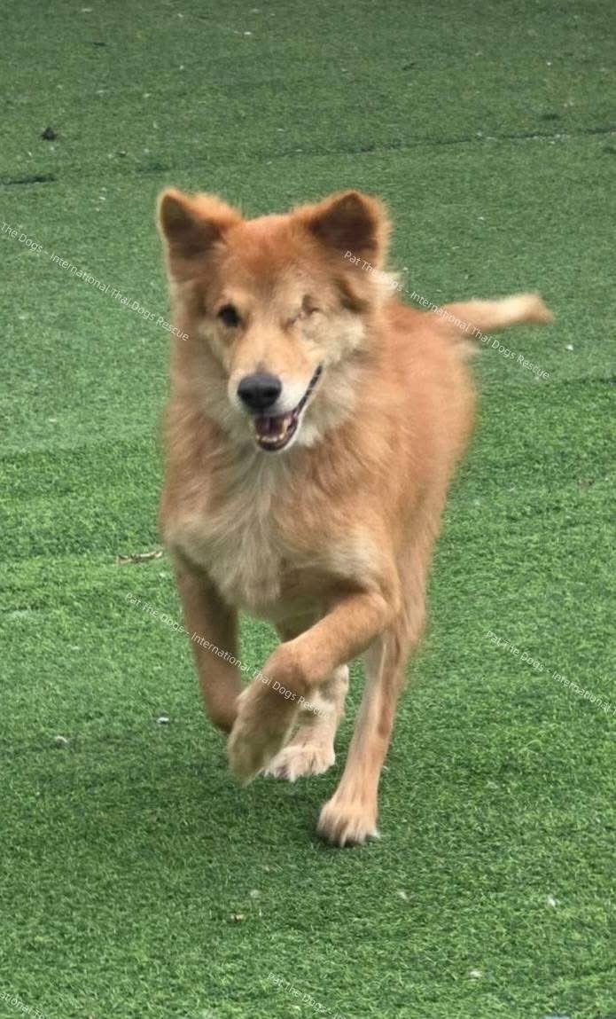 malimalineee's tweet photo. 🐶🤎 “สก๊อต” มาตามหารักแท้อีกครั้งครับ… ครั้งนี้จะมีใครมองเห็นผมไหมครับ 🥹🏡

#adoptmeplease
#หาครอบครัวฟรี
#สก๊อตยังรอบ้านอยู่

สก๊อตรอครอบครัวมาสักพักแล้วค่ะ แต่จนถึงวันนี้…ยังไม่มีใครมารับเด็กชายคนนี้ไปเป็นสมาชิกในครอบครัวเลย 🥺

อยากลองประกาศให้น้องอีกครั้ง เผื่อโพสต์นี้จะเดินทางไปถึง “คนที่ใช่” ของสก๊อต สักที 🤎

🐾 ประวัติของสก๊อต

🐶 ชื่อ: Scott (สก๊อต)
♂️ เพศ: ผู้
🎂 อายุ: ไม่ต่ำกว่า 8 ปี
⚖️ น้ำหนัก: ประมาณ 22–23 กก.
✂️ ทำหมันแล้ว
💉 ได้รับวัคซีนครบ
❤️ ปัจจุบันสุขภาพแข็งแรง
👁️ ตาบอด 1 ข้างจากโรคต้อหิน และได้ผ่าตัดนำลูกตาข้างที่เป็นปัญหาออกแล้ว
😊 นิสัยร่าเริง ไม่ดุ
🚽 ขับถ่ายเป็นที่เป็นทาง

สก๊อตเป็นน้องหมาที่ช่วยออกมาจากบ้านพักพิงที่จังหวัดขอนแก่นค่ะ

แม้วันนี้สก๊อตจะเหลือตาเพียงข้างเดียว และอายุอาจไม่ใช่น้อย ๆ แล้ว แต่สิ่งเหล่านี้ ไม่ได้ทำให้คุณค่าของสก๊อตลดลงเลย

เขายังเป็นเด็กที่ร่าเริง มีความสุขกับชีวิต และที่สำคัญ…เขายังมีหัวใจที่พร้อมจะรักใครสักคนเต็มหัวใจเหมือนน้องหมาทุกตัวค่ะ ❤️

แค่อยากหาคนที่มองผ่านคำว่า “แก่” และ “มีตาข้างเดียว” แล้วมองเห็นว่าเด็กคนนี้ยังสามารถเป็นเพื่อน เป็นครอบครัว และมอบความรักให้คุณได้อีกมากมาย

🏡 เงื่อนไขในการรับอุปการะ

• ขอคนที่รับสก๊อตไปเป็น สมาชิกในครอบครัวจริง ๆ และพร้อมดูแลไปตลอดชีวิต
• เลี้ยงระบบปิด มีรั้วรอบขอบชิด ไม่ปล่อยออกนอกบ้านเอง
• น้องต้องได้นอนภายในบ้าน ไม่ให้นอนนอกบ้าน
• ไม่รับไปเฝ้าบ้าน ไม่ล่ามโซ่ และไม่เลี้ยงแบบปล่อย
• สมาชิกทุกคนในครอบครัวต้องยินยอมในการรับน้อง
• ต้องพร้อมดูแลเรื่องสุขภาพและค่ารักษาพยาบาลในอนาคต โดยเฉพาะเมื่อน้องเข้าสู่วัยสูงอายุ
• ขอรูปบ้านและบริเวณที่จะเลี้ยงเพื่อประกอบการพิจารณา
• ขอพูดคุยและ คัดบ้านก่อนนัดพบสก๊อต
• มีการเซ็น สัญญาอุปการะ
• ไม่มีค่าใช้จ่ายในการรับอุปการะค่ะ

🚗 ส่งถึงบ้านเท่านั้น

ทางเราจะเป็นคนพาสก๊อตไปส่งที่บ้านใหม่ด้วยตัวเอง เพื่อให้มั่นใจว่าสถานที่จริงตรงกับข้อมูลที่ได้รับและเหมาะสมกับน้องค่ะ

📍 รอบนี้ขอพิจารณา กรุงเทพฯ ปริมณฑล และจังหวัดใกล้เคียงก่อน เนื่องจากต้องเดินทางไปส่งน้องด้วยตัวเองค่ะ

🙏🏻 ถ้ายังไม่พร้อมรับสก๊อตไปเป็นลูก ฝากช่วย แชร์โพสต์นี้ ให้เขาหน่อยนะคะ

บางทีคนที่กำลังตามหาสก๊อตอยู่ อาจอยู่เพียงแค่หนึ่งแชร์จากโพสต์นี้ก็ได้… 🤎

สก๊อตรอมานานแล้ว
หวังว่าครั้งนี้จะเป็นครั้งสุดท้ายที่เราต้องประกาศหาบ้านให้เขานะลูก 🏡❤️

📩 ติดต่อขออุปการะ
Pat The Dogs – International Thai Dogs Rescue
Facebook: Patarin Phadungpisuth
LINE ID: zhenzhenxu

#Scott
#สก๊อต
#หาครอบครัวให้น้องหมา
#หาครอบครัวฟรี
#AdoptDontShop
#SeniorDogAdoption
#AdoptMePlease
#PatTheDogs
#InternationalThaiDogsRescue