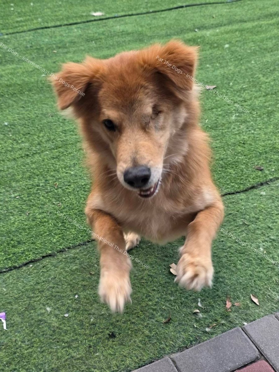 malimalineee's tweet photo. 🐶🤎 “สก๊อต” มาตามหารักแท้อีกครั้งครับ… ครั้งนี้จะมีใครมองเห็นผมไหมครับ 🥹🏡

#adoptmeplease
#หาครอบครัวฟรี
#สก๊อตยังรอบ้านอยู่

สก๊อตรอครอบครัวมาสักพักแล้วค่ะ แต่จนถึงวันนี้…ยังไม่มีใครมารับเด็กชายคนนี้ไปเป็นสมาชิกในครอบครัวเลย 🥺

อยากลองประกาศให้น้องอีกครั้ง เผื่อโพสต์นี้จะเดินทางไปถึง “คนที่ใช่” ของสก๊อต สักที 🤎

🐾 ประวัติของสก๊อต

🐶 ชื่อ: Scott (สก๊อต)
♂️ เพศ: ผู้
🎂 อายุ: ไม่ต่ำกว่า 8 ปี
⚖️ น้ำหนัก: ประมาณ 22–23 กก.
✂️ ทำหมันแล้ว
💉 ได้รับวัคซีนครบ
❤️ ปัจจุบันสุขภาพแข็งแรง
👁️ ตาบอด 1 ข้างจากโรคต้อหิน และได้ผ่าตัดนำลูกตาข้างที่เป็นปัญหาออกแล้ว
😊 นิสัยร่าเริง ไม่ดุ
🚽 ขับถ่ายเป็นที่เป็นทาง

สก๊อตเป็นน้องหมาที่ช่วยออกมาจากบ้านพักพิงที่จังหวัดขอนแก่นค่ะ

แม้วันนี้สก๊อตจะเหลือตาเพียงข้างเดียว และอายุอาจไม่ใช่น้อย ๆ แล้ว แต่สิ่งเหล่านี้ ไม่ได้ทำให้คุณค่าของสก๊อตลดลงเลย

เขายังเป็นเด็กที่ร่าเริง มีความสุขกับชีวิต และที่สำคัญ…เขายังมีหัวใจที่พร้อมจะรักใครสักคนเต็มหัวใจเหมือนน้องหมาทุกตัวค่ะ ❤️

แค่อยากหาคนที่มองผ่านคำว่า “แก่” และ “มีตาข้างเดียว” แล้วมองเห็นว่าเด็กคนนี้ยังสามารถเป็นเพื่อน เป็นครอบครัว และมอบความรักให้คุณได้อีกมากมาย

🏡 เงื่อนไขในการรับอุปการะ

• ขอคนที่รับสก๊อตไปเป็น สมาชิกในครอบครัวจริง ๆ และพร้อมดูแลไปตลอดชีวิต
• เลี้ยงระบบปิด มีรั้วรอบขอบชิด ไม่ปล่อยออกนอกบ้านเอง
• น้องต้องได้นอนภายในบ้าน ไม่ให้นอนนอกบ้าน
• ไม่รับไปเฝ้าบ้าน ไม่ล่ามโซ่ และไม่เลี้ยงแบบปล่อย
• สมาชิกทุกคนในครอบครัวต้องยินยอมในการรับน้อง
• ต้องพร้อมดูแลเรื่องสุขภาพและค่ารักษาพยาบาลในอนาคต โดยเฉพาะเมื่อน้องเข้าสู่วัยสูงอายุ
• ขอรูปบ้านและบริเวณที่จะเลี้ยงเพื่อประกอบการพิจารณา
• ขอพูดคุยและ คัดบ้านก่อนนัดพบสก๊อต
• มีการเซ็น สัญญาอุปการะ
• ไม่มีค่าใช้จ่ายในการรับอุปการะค่ะ

🚗 ส่งถึงบ้านเท่านั้น

ทางเราจะเป็นคนพาสก๊อตไปส่งที่บ้านใหม่ด้วยตัวเอง เพื่อให้มั่นใจว่าสถานที่จริงตรงกับข้อมูลที่ได้รับและเหมาะสมกับน้องค่ะ

📍 รอบนี้ขอพิจารณา กรุงเทพฯ ปริมณฑล และจังหวัดใกล้เคียงก่อน เนื่องจากต้องเดินทางไปส่งน้องด้วยตัวเองค่ะ

🙏🏻 ถ้ายังไม่พร้อมรับสก๊อตไปเป็นลูก ฝากช่วย แชร์โพสต์นี้ ให้เขาหน่อยนะคะ

บางทีคนที่กำลังตามหาสก๊อตอยู่ อาจอยู่เพียงแค่หนึ่งแชร์จากโพสต์นี้ก็ได้… 🤎

สก๊อตรอมานานแล้ว
หวังว่าครั้งนี้จะเป็นครั้งสุดท้ายที่เราต้องประกาศหาบ้านให้เขานะลูก 🏡❤️

📩 ติดต่อขออุปการะ
Pat The Dogs – International Thai Dogs Rescue
Facebook: Patarin Phadungpisuth
LINE ID: zhenzhenxu

#Scott
#สก๊อต
#หาครอบครัวให้น้องหมา
#หาครอบครัวฟรี
#AdoptDontShop
#SeniorDogAdoption
#AdoptMePlease
#PatTheDogs
#InternationalThaiDogsRescue