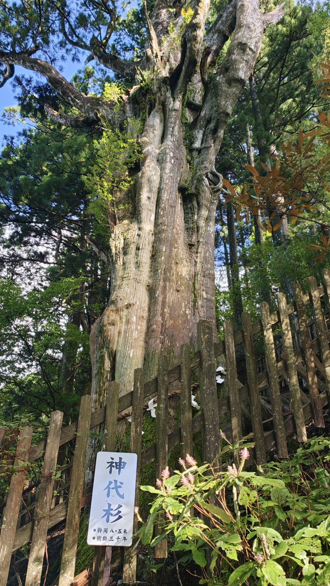 tenko_fish's tweet photo. 奈良の秘境神社、日置神社に行ってきた！！
山の運転めちゃくちゃ大変だったけど、それは行く価値ある！！⛩️
破魔神社らしいので、呪われている人も是非🤣 https://t.co/QSm9K7PQnO