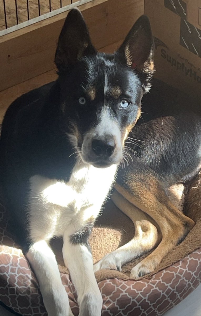 AzekielVT's tweet photo. @JavoVT @SuccubaeTTV I’m also the proud dog dad of a Pitsky-Shepherd so it tracks https://t.co/Qxq30PmC4u
