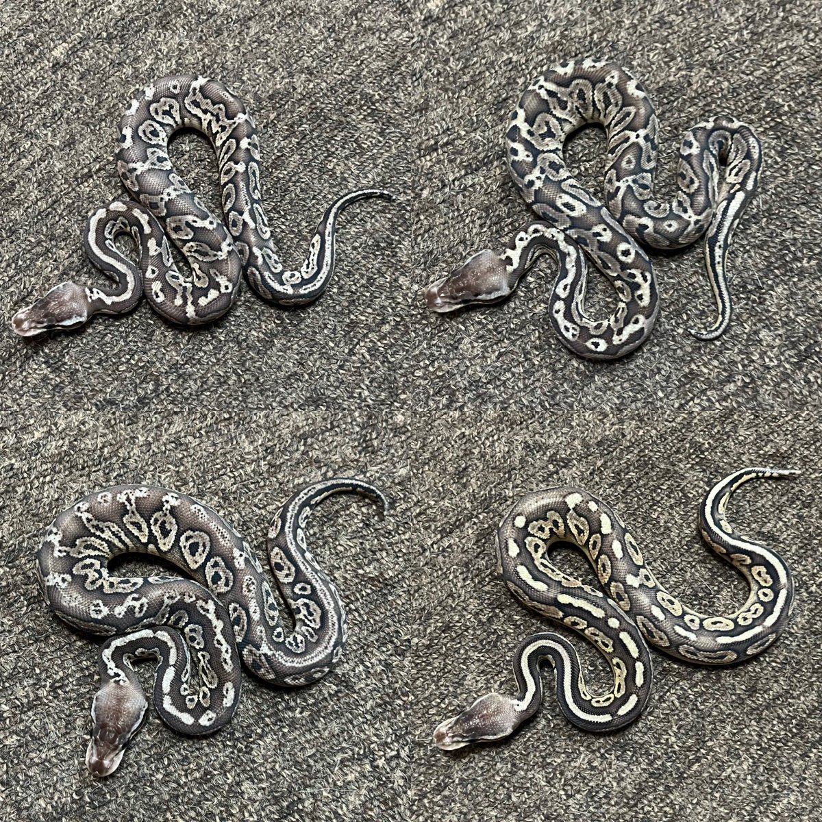 Ballpython_JP tweet picture