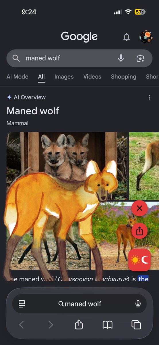 blobbypins's tweet photo. EVERYONE NEEDS TO GOOGLE MANED WOLF RIGHT NOW https://t.co/i7dOxKjPqY