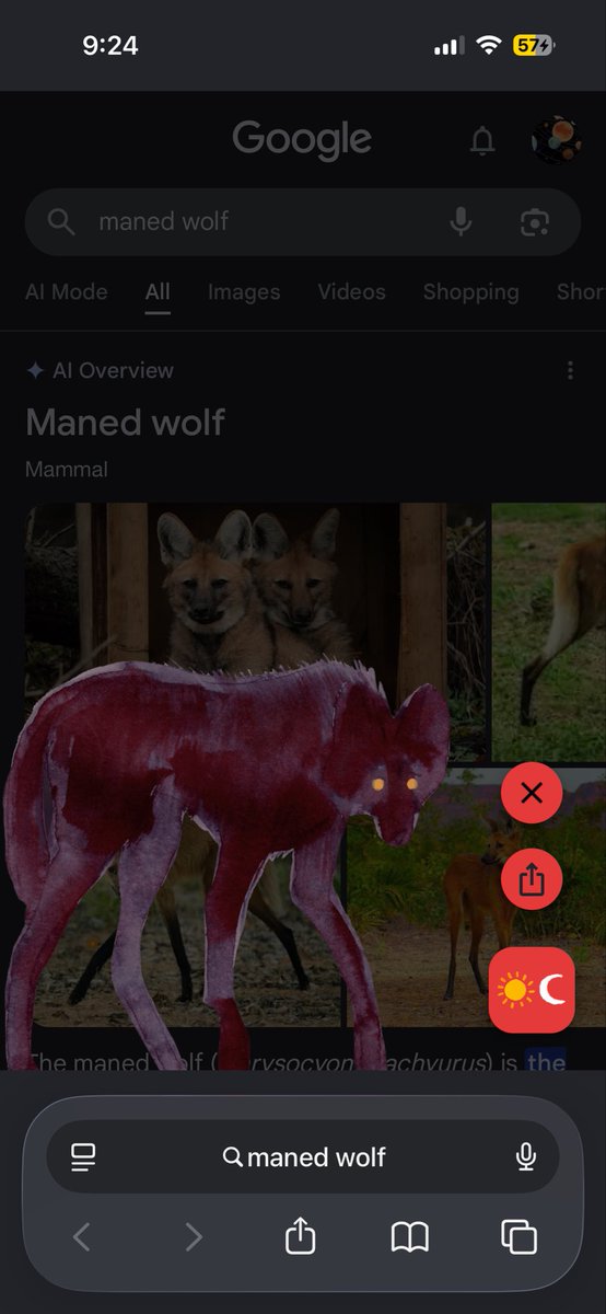 blobbypins's tweet photo. EVERYONE NEEDS TO GOOGLE MANED WOLF RIGHT NOW https://t.co/i7dOxKjPqY