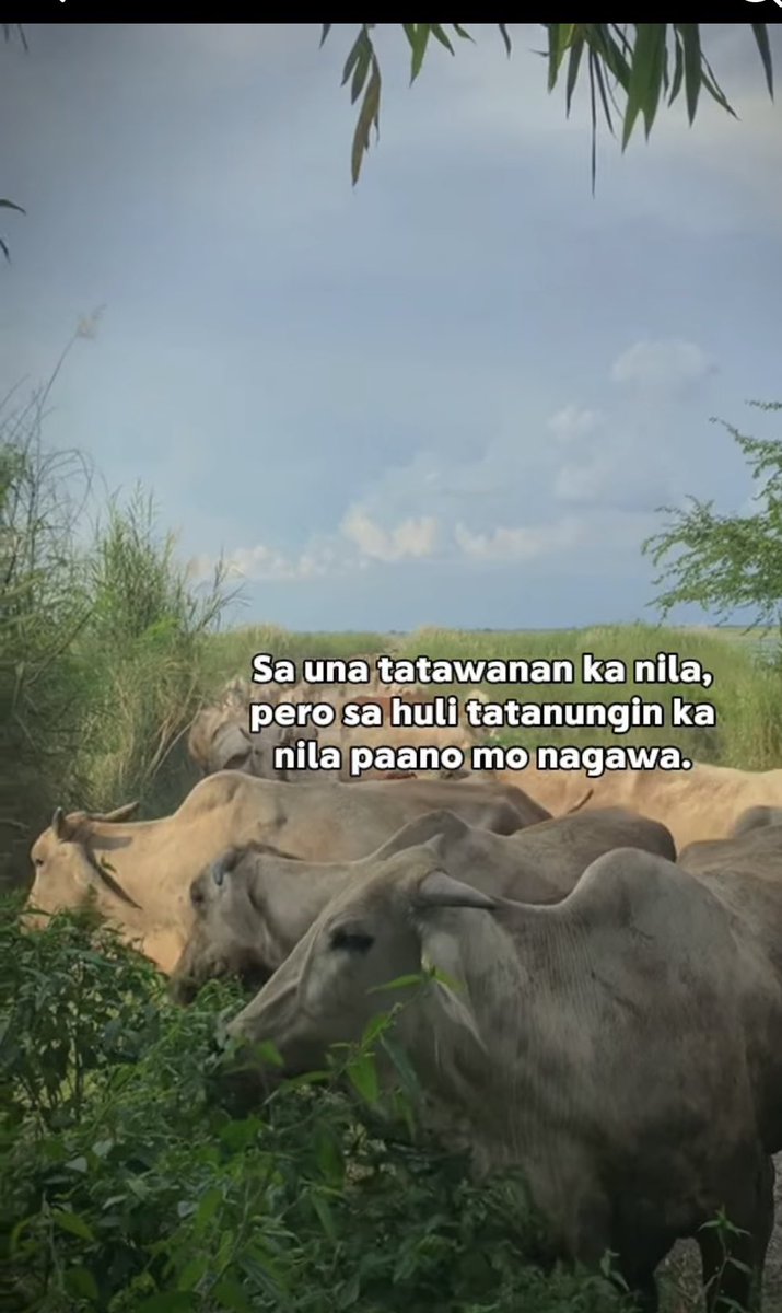 geoffreyabendan's tweet photo. 👀👀🐄🐄 https://t.co/DjxIm1sL3O