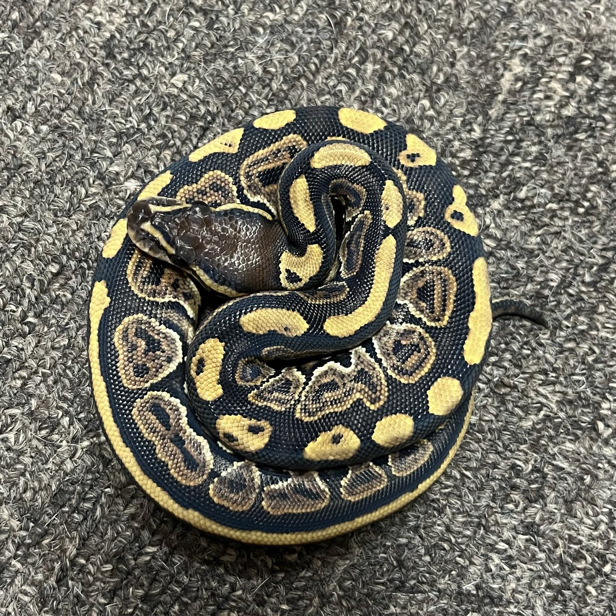 Ballpython_JP tweet picture
