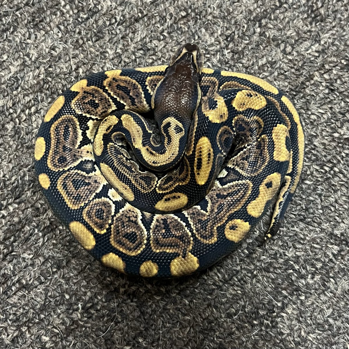 Ballpython_JP tweet picture