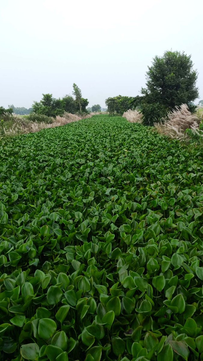 DevaYad84941665's tweet photo. हमारे क्षेत्र में जो कुर्ना नाला है वो पूरा जलकुंभी से भर गया है जिसकी वजह से जल का निकास नहीं हो रहा है। IGRS कर दिया गया है। https://t.co/vHAD7XlDqa