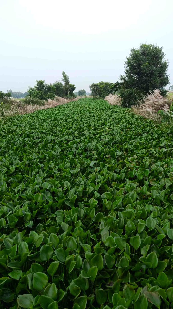 DevaYad84941665's tweet photo. हमारे क्षेत्र में जो कुर्ना नाला है वो पूरा जलकुंभी से भर गया है जिसकी वजह से जल का निकास नहीं हो रहा है। IGRS कर दिया गया है। https://t.co/vHAD7XlDqa