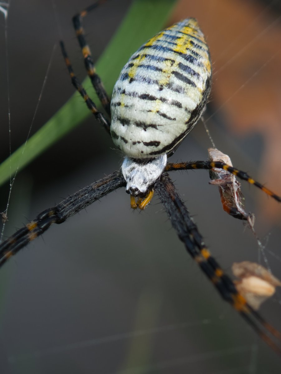 DanNotSoGTS's tweet photo. Fall for me means prime time to catch some of the coolest bugs and spiders before the eternal Wisconsin winter settles in. Found this absolute beauty of a Banded Garden Spider yesterday https://t.co/QdartBSFwC