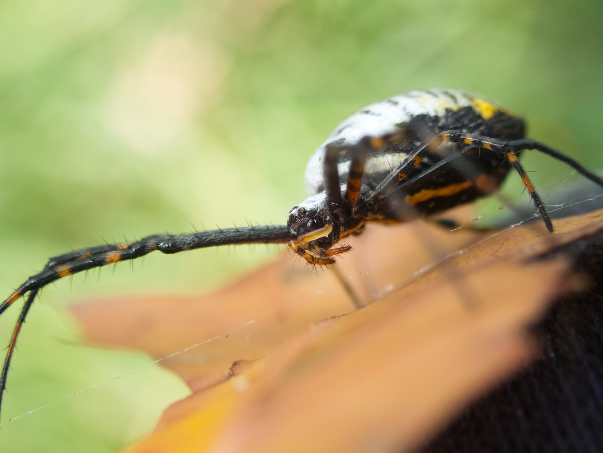 DanNotSoGTS's tweet photo. Fall for me means prime time to catch some of the coolest bugs and spiders before the eternal Wisconsin winter settles in. Found this absolute beauty of a Banded Garden Spider yesterday https://t.co/QdartBSFwC