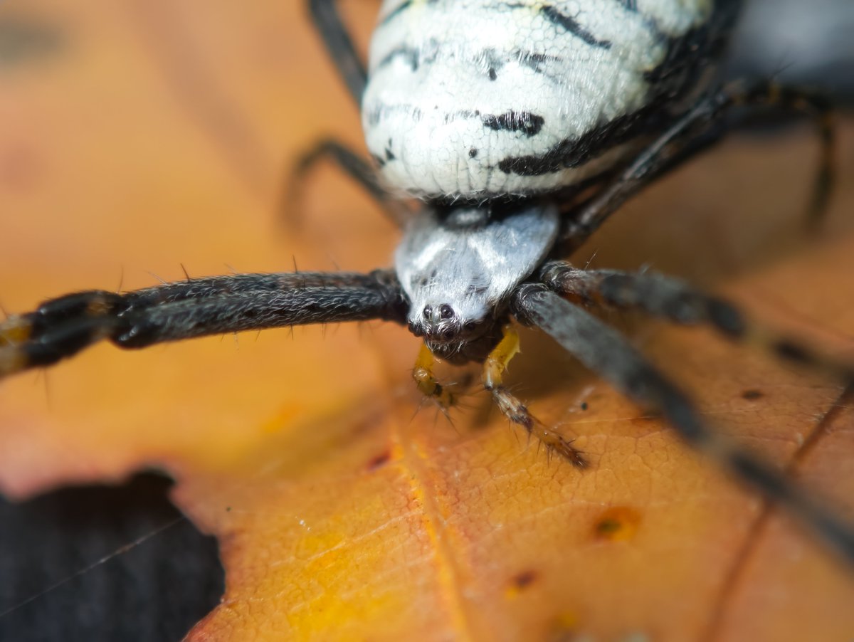 DanNotSoGTS's tweet photo. Fall for me means prime time to catch some of the coolest bugs and spiders before the eternal Wisconsin winter settles in. Found this absolute beauty of a Banded Garden Spider yesterday https://t.co/QdartBSFwC