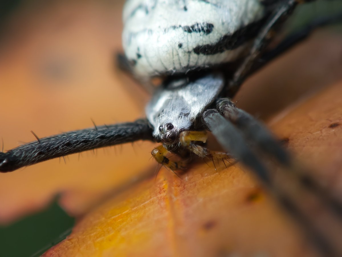 DanNotSoGTS's tweet photo. Fall for me means prime time to catch some of the coolest bugs and spiders before the eternal Wisconsin winter settles in. Found this absolute beauty of a Banded Garden Spider yesterday https://t.co/QdartBSFwC