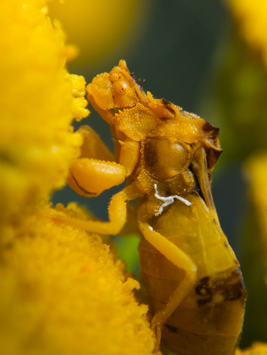 DanNotSoGTS's tweet photo. Fall means epic camouflaged Ambush Bug time. Love these little guys. Took these pictures over the last few weeks while they're at their prime https://t.co/YGCr37t88J