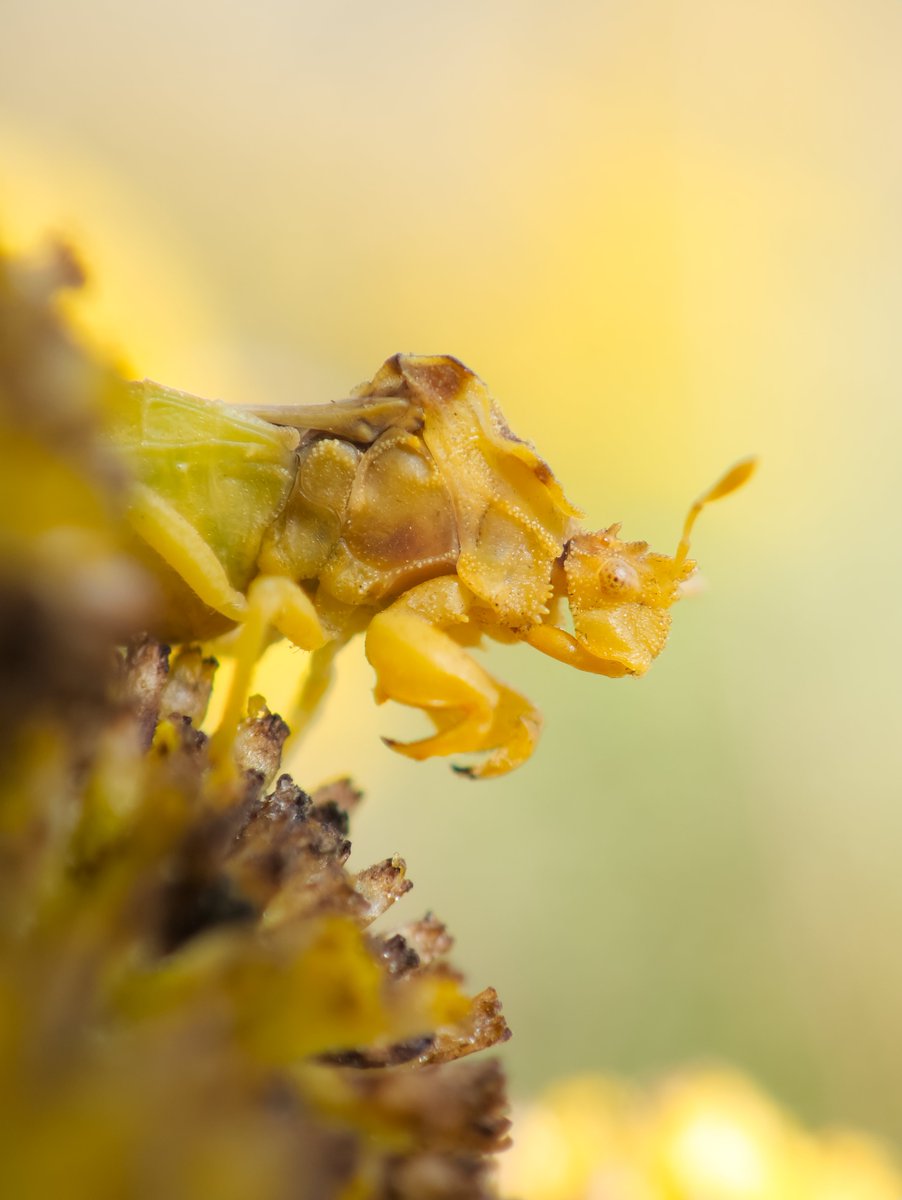 DanNotSoGTS's tweet photo. Fall means epic camouflaged Ambush Bug time. Love these little guys. Took these pictures over the last few weeks while they're at their prime https://t.co/YGCr37t88J