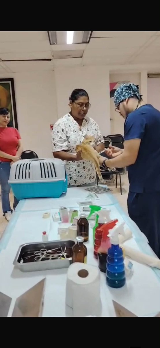 PRITabasco's tweet photo. El PRI Tabasco impulsa el bienestar animal en coordinación con Corriente Crítica, realizó una Brigada de Salud Animal en Villahermosa, con servicios de vacunación, desparasitación y esterilización para perros y gatos.

https://t.co/I3EK86TdfV https://t.co/ohB3bxJSBf