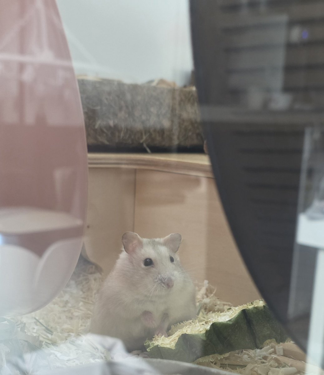 gnocchi_ham's tweet photo. 미어햄 https://t.co/3G7DNwUuy0