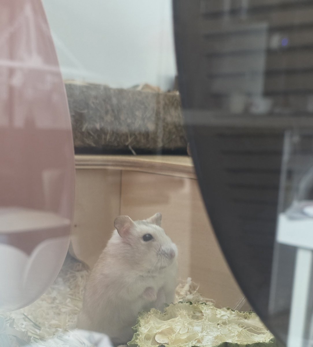 gnocchi_ham's tweet photo. 미어햄 https://t.co/3G7DNwUuy0