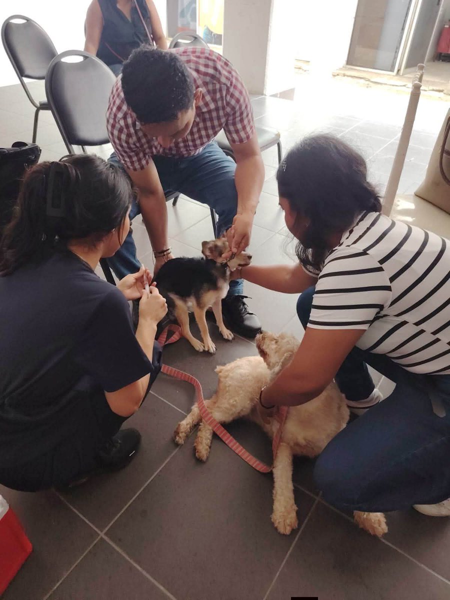 PRITabasco's tweet photo. El PRI Tabasco impulsa el bienestar animal en coordinación con Corriente Crítica, realizó una Brigada de Salud Animal en Villahermosa, con servicios de vacunación, desparasitación y esterilización para perros y gatos.

https://t.co/I3EK86TdfV https://t.co/ohB3bxJSBf