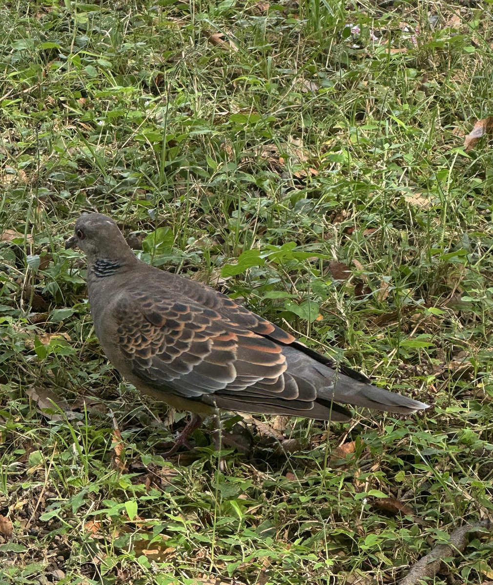 etashibuya's tweet photo. Is this a pigeon? Its coloring looks a little reddish to me. Shibuya, Tokyo, Japan. https://t.co/eSfKWUkprJ