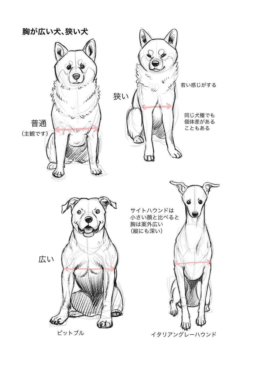 bana_ane_illust's tweet photo. 犬メモ
多くの犬と比べてオオカミの胸は狭い

そのため足跡が一直線になるように歩くことができる（エネルギー節約になるらしい） https://t.co/0RToDtshmD