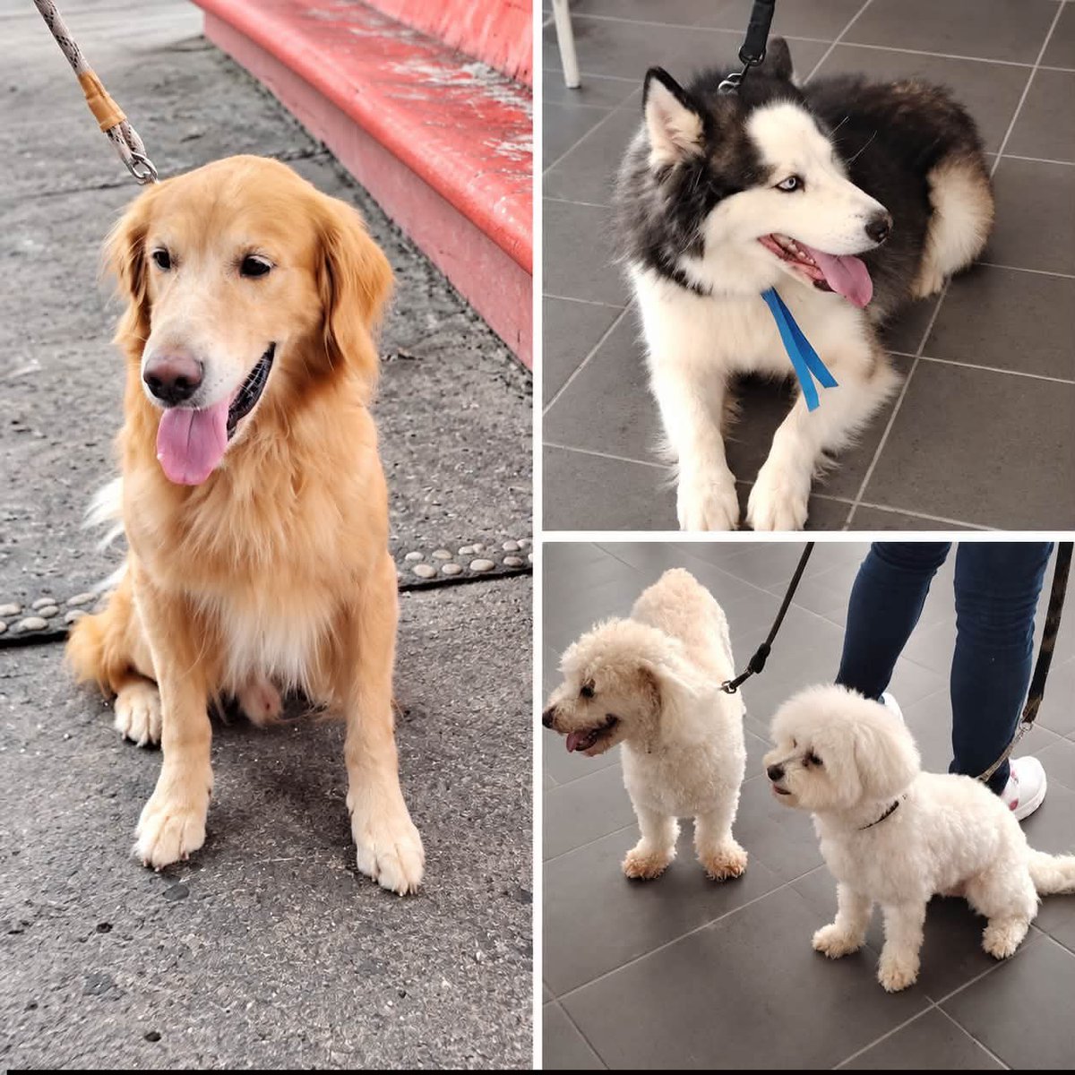 PRITabasco's tweet photo. El PRI Tabasco impulsa el bienestar animal en coordinación con Corriente Crítica, realizó una Brigada de Salud Animal en Villahermosa, con servicios de vacunación, desparasitación y esterilización para perros y gatos.

https://t.co/I3EK86TdfV https://t.co/ohB3bxJSBf