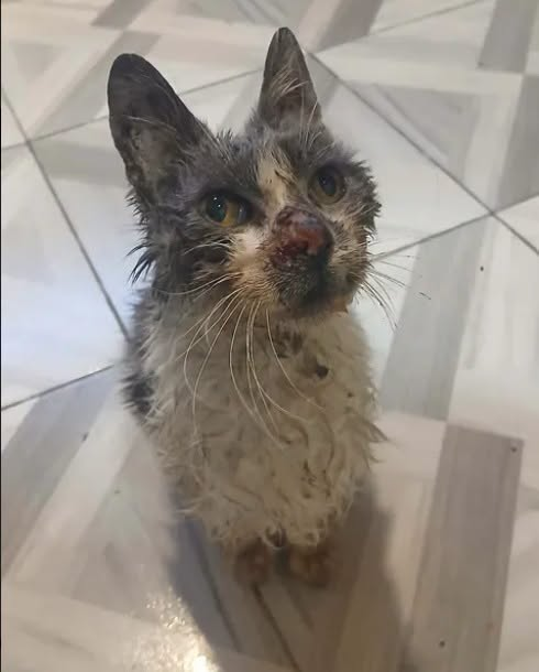 DeGatitos_'s tweet photo. TRANSITO PARA GATITO EN BERAZATEGUI
Encontramos un gatito abandonado y lleno de aceite y quemaduras. Ya lo llevamos al veterinario, las quemaduras no son graves, pero en mi casa no lo puedo tener xq alquilo.  Plátanos, partido de Berazategui.
1131902263 Leila
#TransitoParaGatito https://t.co/FObNyET9Hp