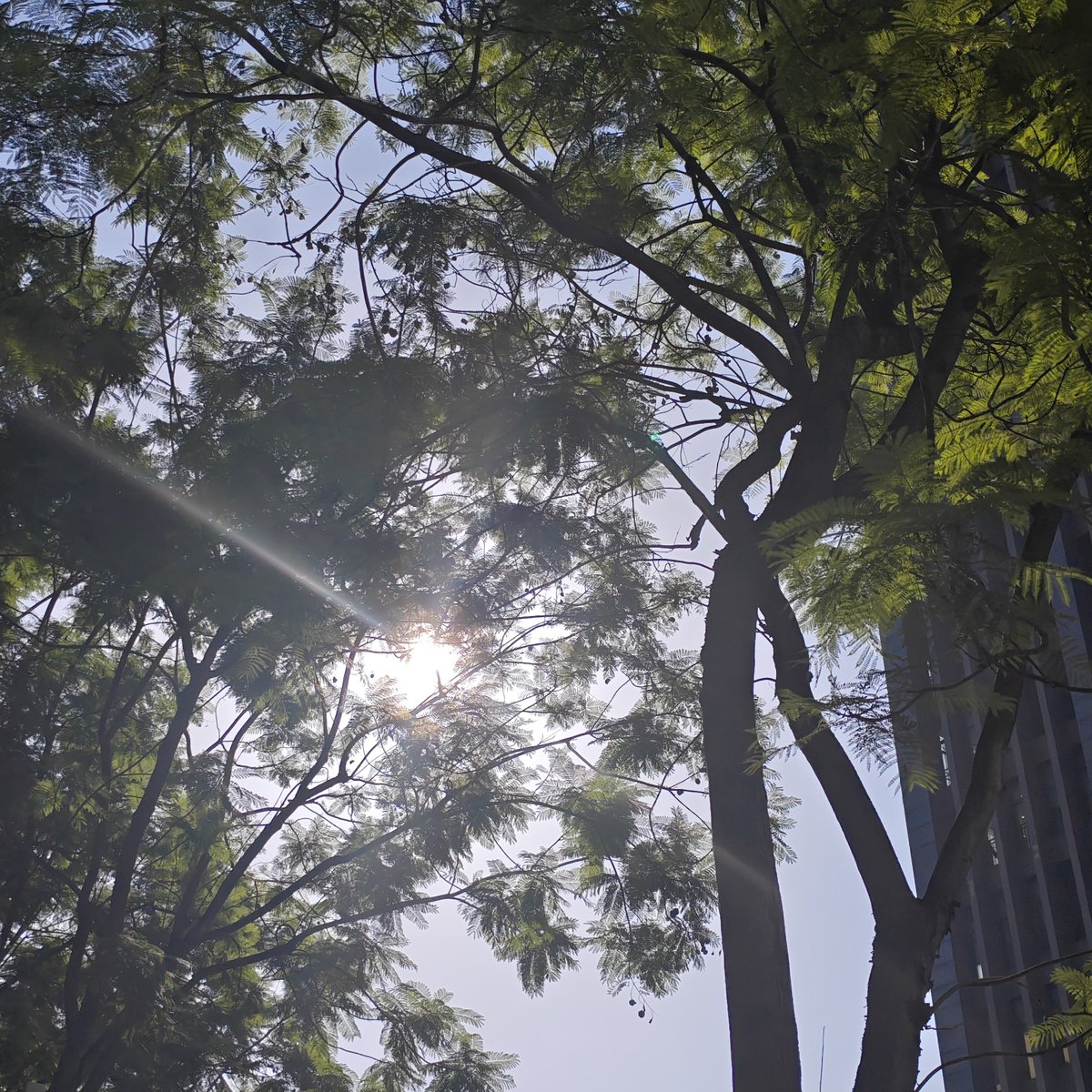 LanQing0328's tweet photo. *Zzzzz...
困死了...今天一上工就开始忙TT..
不过天气挺好的，阳光照在身上暖暖的。 https://t.co/RdMJdDefUr