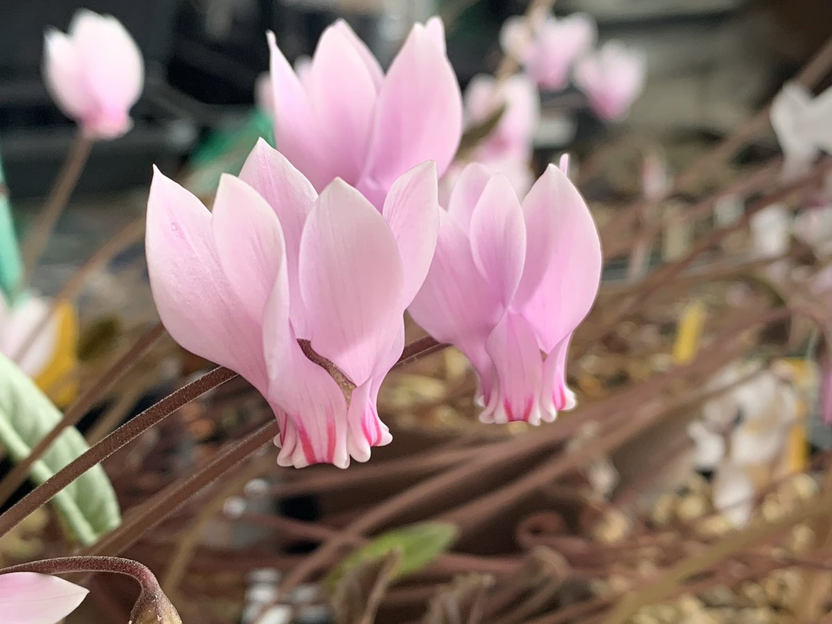 magicyclamen's tweet photo. 横山園芸さんのアフリカナム
今年は9輪
#原種シクラメン
#Cyclamen
#africanum https://t.co/hMF9mtrGsL