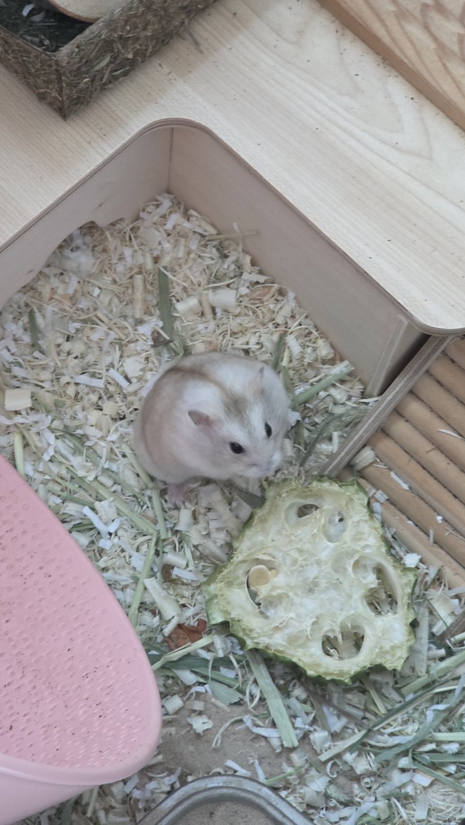 gnocchi_ham's tweet photo. 보들보들 뽕실뽕실 https://t.co/nGTnuL1aHR
