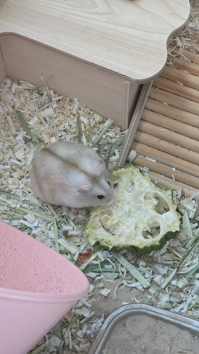 gnocchi_ham's tweet photo. 보들보들 뽕실뽕실 https://t.co/nGTnuL1aHR