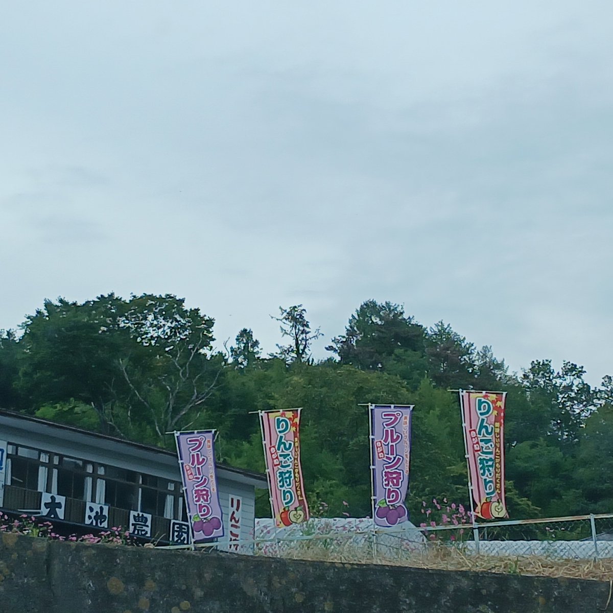 UsagiGm395's tweet photo. 蓮の実や　もろろしがらみ溢しゆく

１１℃　の　朝☁️

日々　朝の冷えがきつく　なってます…

少し明るくなってきた　昼
１８℃　☁️⛅

🍎畑も　赤みの賑やかに…

ぜひ
🍎狩りに入らしてほしい…楽しいよ～

＃イマソラ信州小諸 https://t.co/oRBwKEET0N