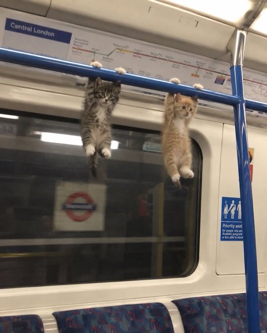 Two small kittens, one tabby and one orange, dangle playfully from a grab bar inside a Central London Underground carriage, with a 'Priority seat' sign and tube map visible in the background.