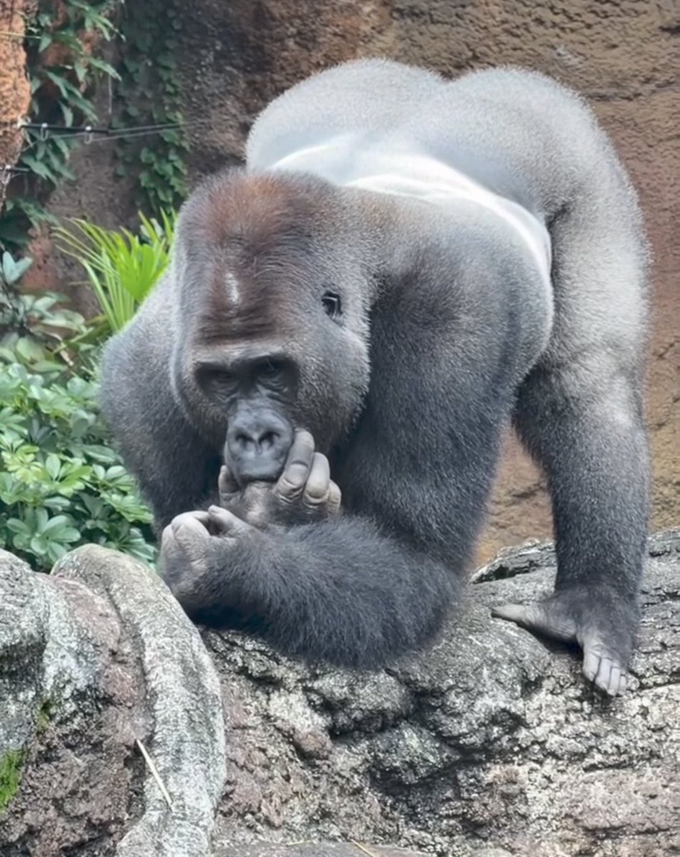 bigd7agon's tweet photo. Ayo wtf is this zezty ahh gorilla doing 🤣😭. https://t.co/ajObv3qYZH