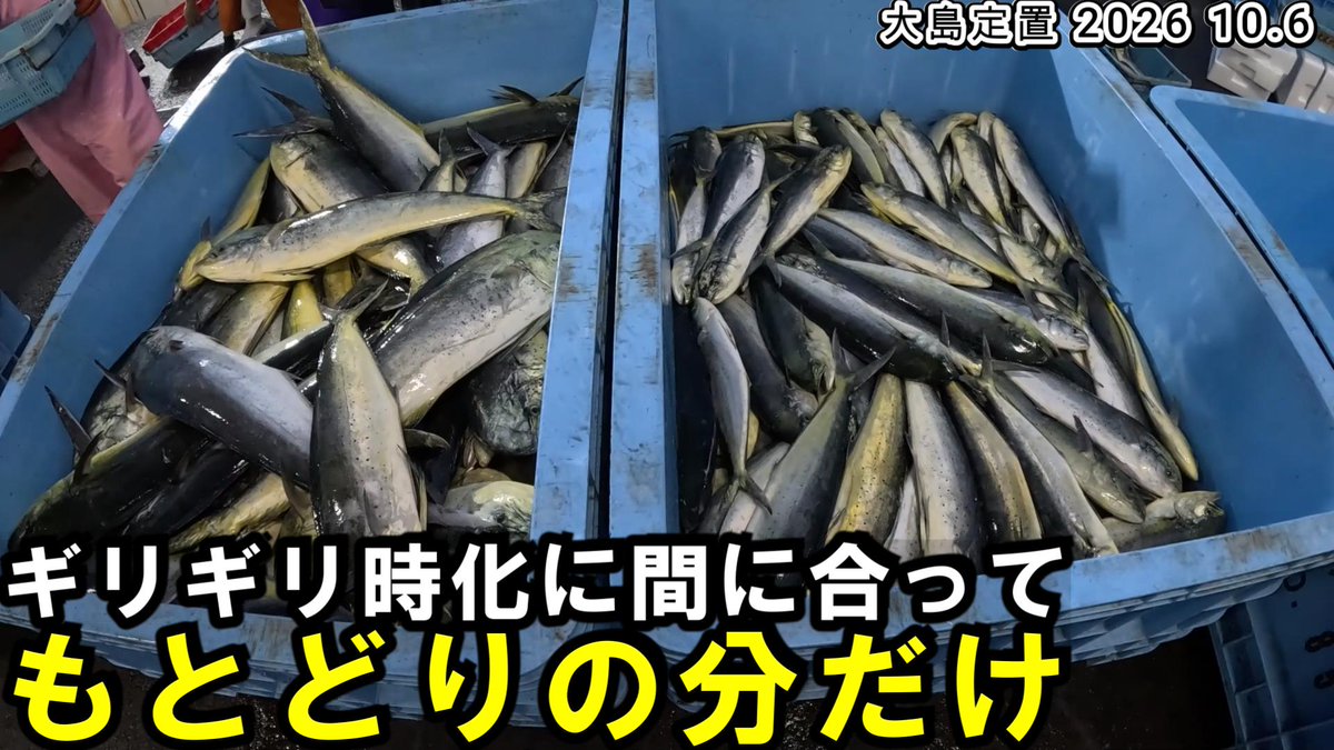 yaoti0040's tweet photo. https://t.co/TeS3Ic1Fg8
本日の漁の動画も17時公開です
海中映像もあります
時化前に滑り込みでもとどりの網だけの漁になりました
一網でも十分なシイラでしたな

少しでもおもしろいと思ってくれたら チャンネル登録、高評価おねがいします

#漁師
#定置網
#若狭 https://t.co/WzJZqaQ1W5