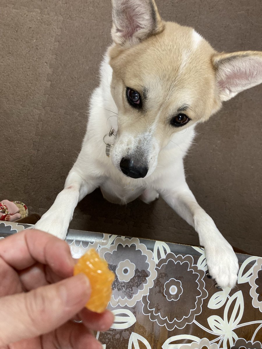 oturucyan's tweet photo. サブの大好きなみかん🍊
直立で欲しいと訴えます💕 https://t.co/Hn4CuiXRzF