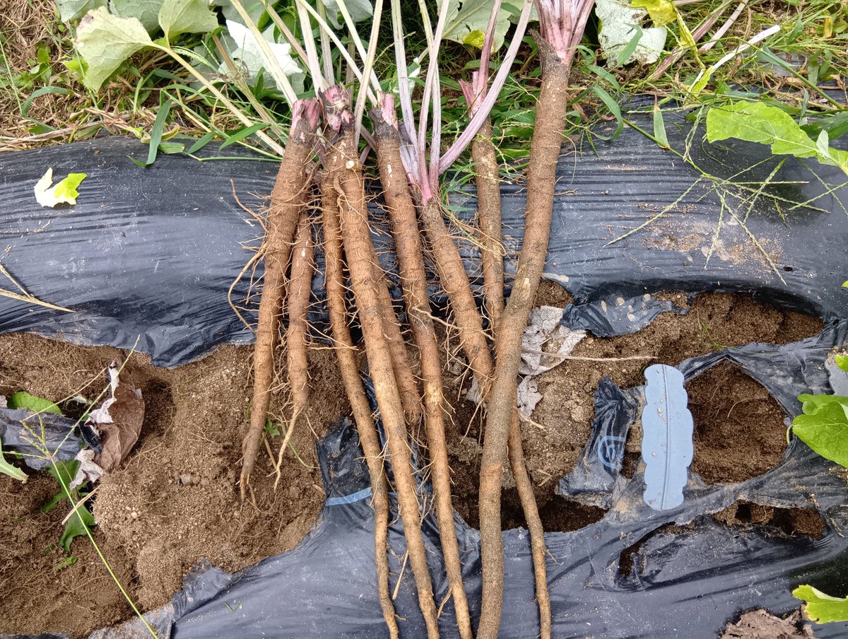 mZdEf0EP6WqX5DR's tweet photo. ゴボウの試し掘りです。
オクラと同じで、一箇所に2本植えにしました。調理するのに丁度良い太さです。
#家庭菜園 https://t.co/DJH1P9qTE4