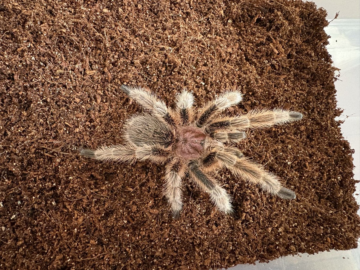 hachu_kichu's tweet photo. ローズヘアー（チリアンローズ）
Grammostola rosea

最終雄と雌？２匹🌹
まっっったく全ッッッ然脱皮しないし餌食わない😭
色くすんでるからそろそろ脱皮のはずなんですけどねぇ……🤔
雄にはまだまだ元気でいて欲しい❣️

#奇蟲
#タランチュラ
#ローズヘアー
#チリアンローズ https://t.co/siDiOaBc45