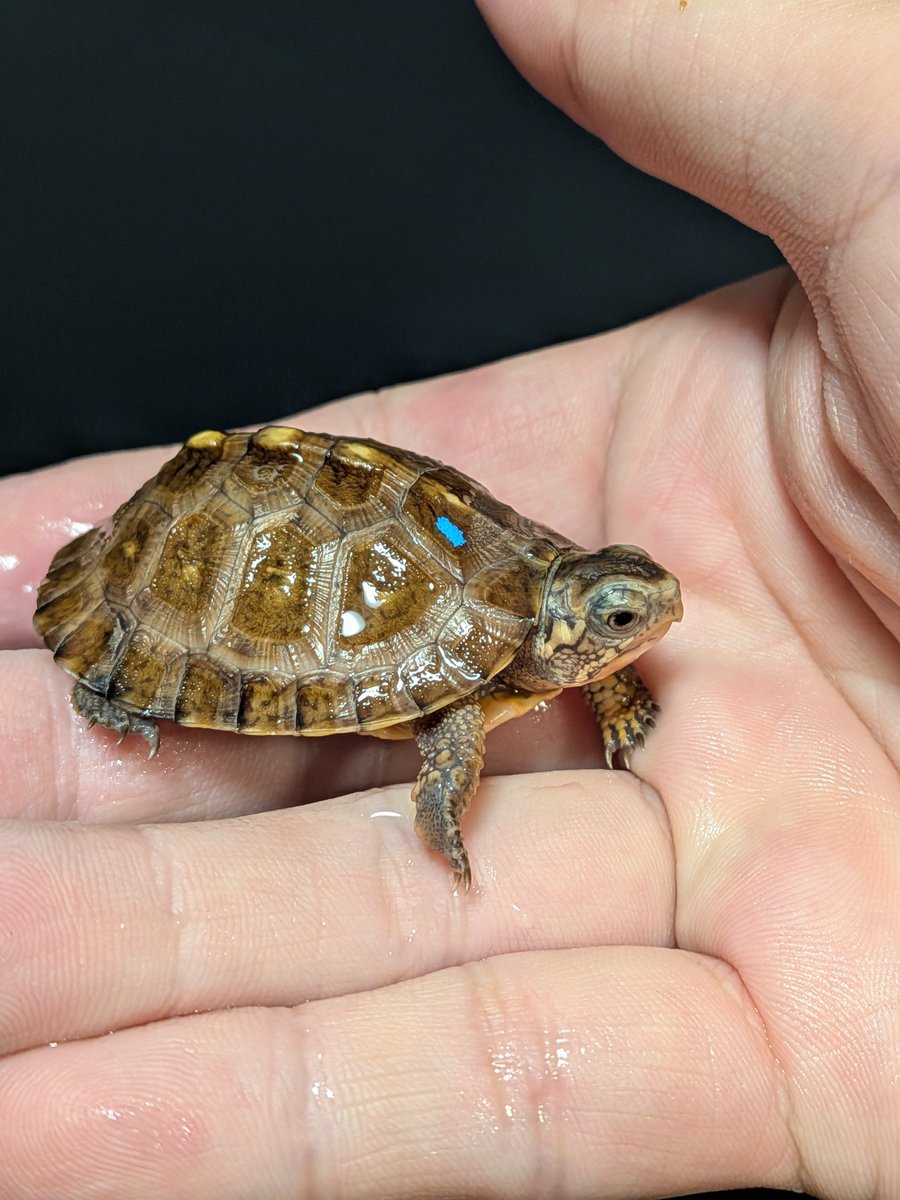 jikouantk's tweet photo. トウブハコガメ🐢
GY系水色マーク🐢
自分好みの感じになってきました🐢
#トウブハコガメ https://t.co/KFHNvSRB6j