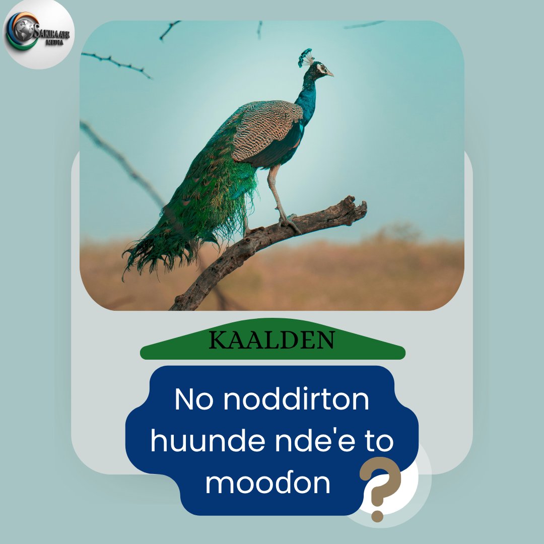 sakiraabemediaN's tweet photo. No noddirton sonndu ndu'u to mooɗon?

Anndinee min, ngam ɓe anndaano annda.

Njaajjinen, ɓamten, ndeenten ɗemngal Fulfulde!

#Fulfulde #Turkey #Fulah #Pulaaku #viralreelsシ #fulanibraidsnstyles #childhoodmemoriesunlocked #nomadism #Fulani https://t.co/ZV9lSVWBev