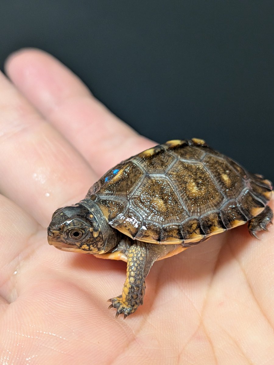 jikouantk's tweet photo. トウブハコガメ🐢
GY系水色マーク🐢
自分好みの感じになってきました🐢
#トウブハコガメ https://t.co/KFHNvSRB6j