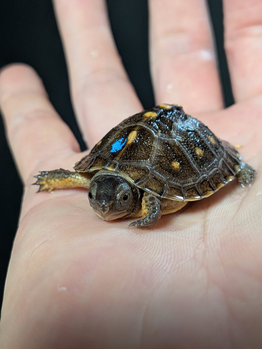 jikouantk's tweet photo. トウブハコガメ🐢
GY系水色マーク🐢
自分好みの感じになってきました🐢
#トウブハコガメ https://t.co/KFHNvSRB6j