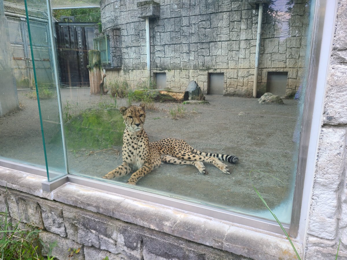 0131Shaw's tweet photo. 多摩動物公園行ってきました！
チーターやっぱカッコいい！永遠に大好き❤️ https://t.co/rCS9SmemoS