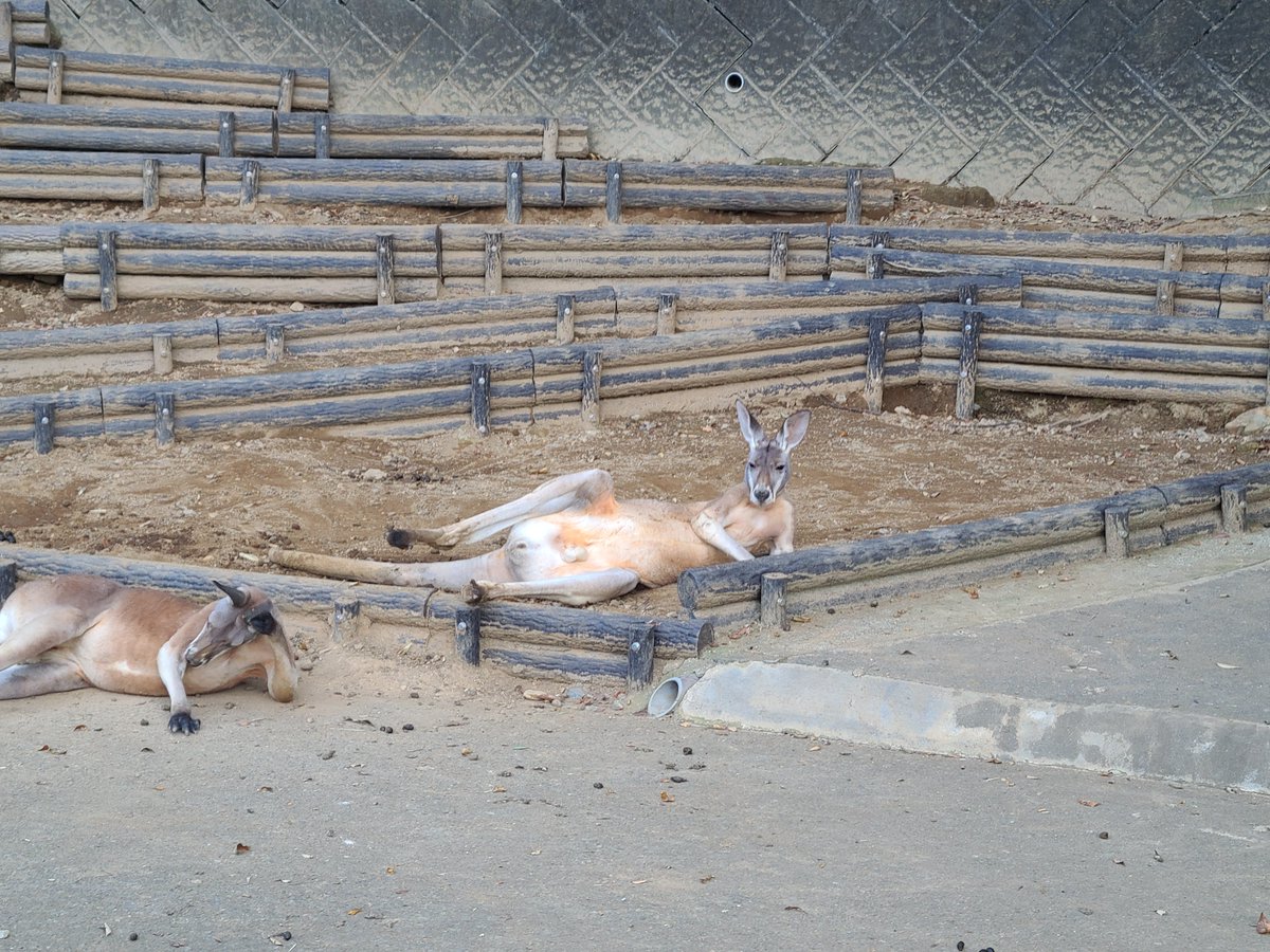 0131Shaw's tweet photo. 多摩動物公園行ってきました！
チーターやっぱカッコいい！永遠に大好き❤️ https://t.co/rCS9SmemoS