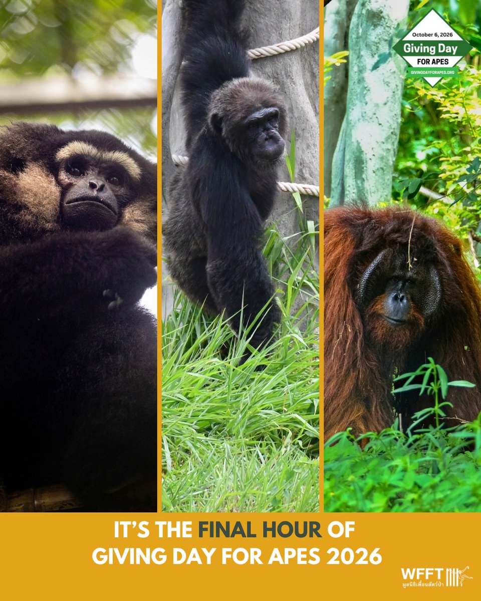WFFThailand's tweet photo. ⭐ The FINAL hour of #GivingDayforApes is here - & there’s one BIG prize left! 🎉 The organisation to receive the last donation of the day wins an extra $750! A $5 donation made as close to midnight EDT as possible could win!
👉 https://t.co/HAQNVyrZBQ
🙏 THANK YOU https://t.co/YyYGagNIwD
