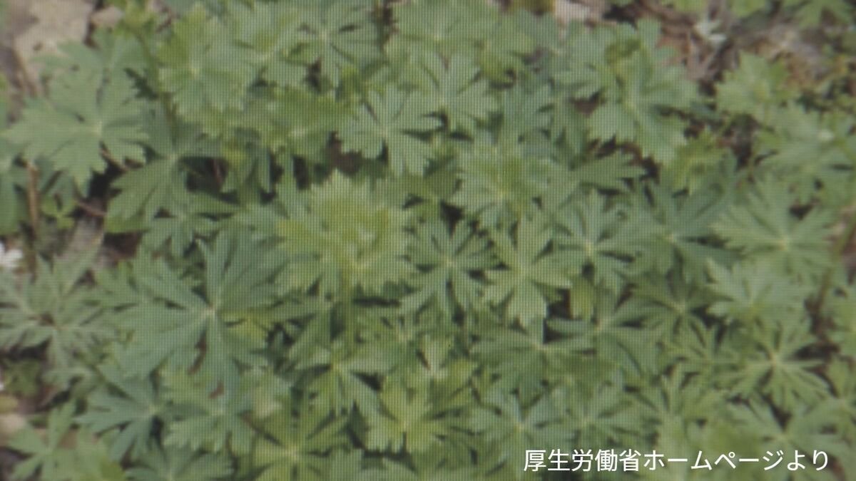 livedoornews's tweet photo. 【搬送】「トリカブト」食べた男性が一時意識不明、自分で摘んで卵とじに 愛知
https://t.co/H2fut2MMO5

男性は自分で摘んだ野草を卵とじにして食べ、しびれや吐き気を催して病院に救急搬送された。野草を検査したところ、トリカブトの毒性成分の「アコニチン」が検出されたという。 https://t.co/6RvIGNuwxB