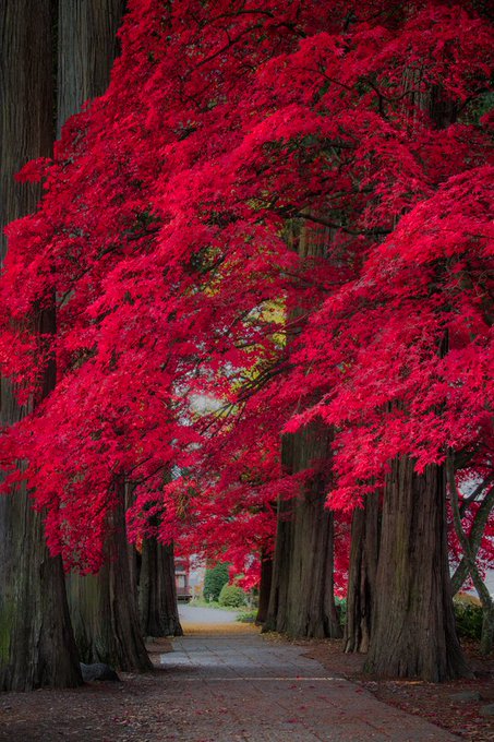 A serene walkway arches through towering maple trees ablaze with vibrant crimson foliage in Nagano Prefecture, Japan, capturing the breathtaking beauty of autumn. The image complements the post by visually embodying the stunning seasonal colors described in the caption.