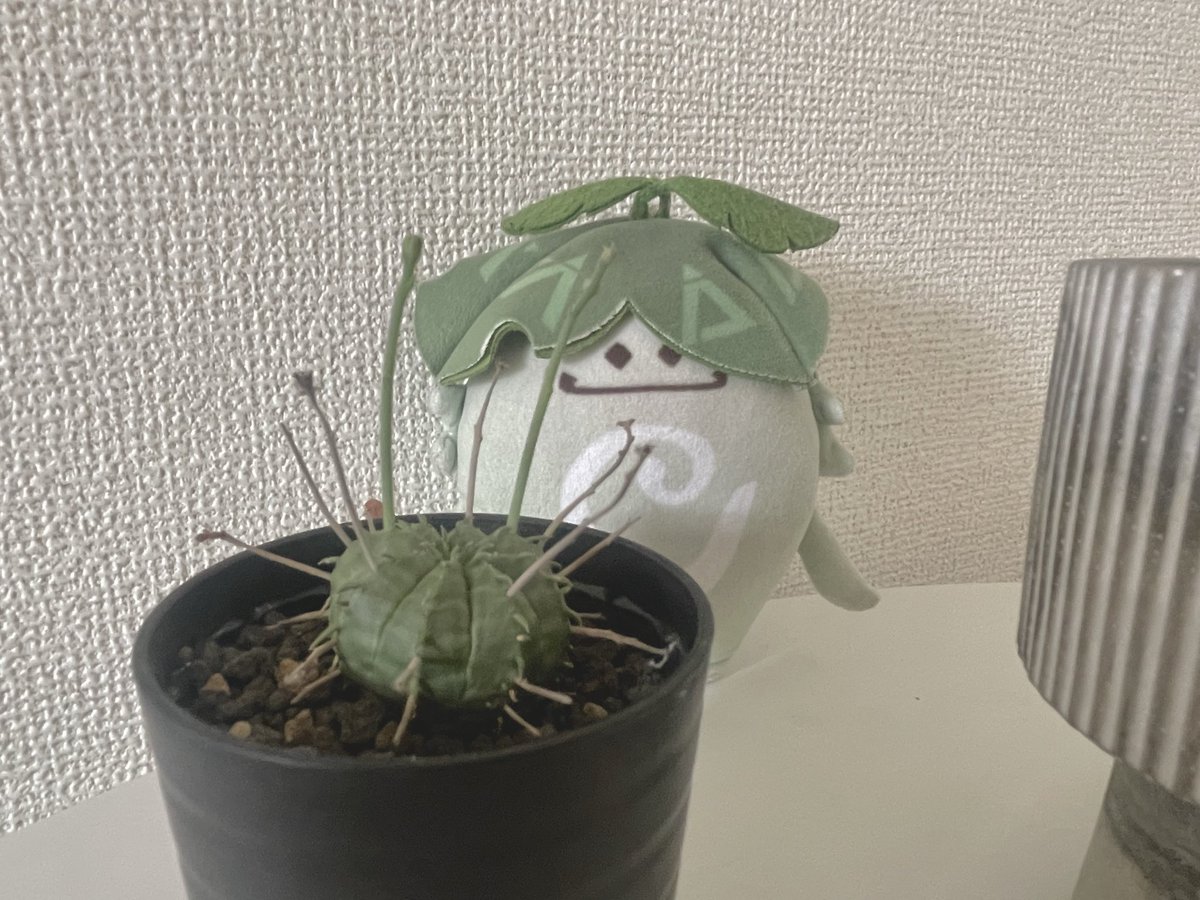 oimoya333's tweet photo. アランバリカ、この子はバリダさんだよ。仲良くしてあげてね https://t.co/vUe6vhwlBz