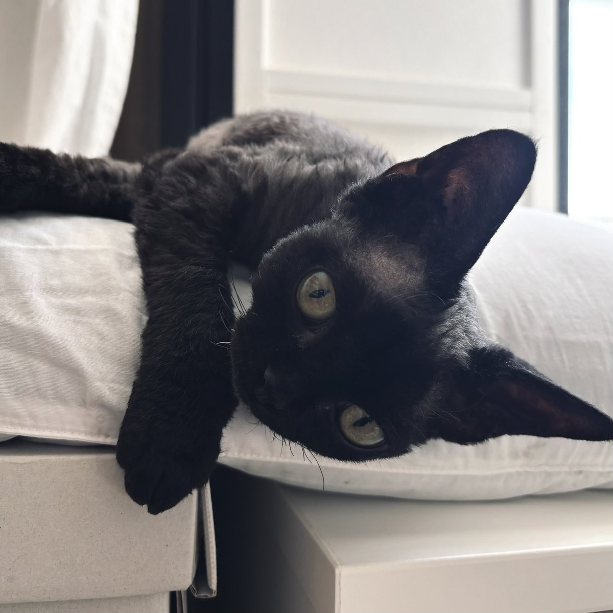 yoru_devon_rex's tweet photo. だらーん https://t.co/snHlm6SuJk